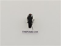 藏品(豆芫菁)的圖片